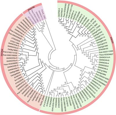 Evolutionary Relationships and Divergence of KNOTTED1-Like Family Genes Involved in Salt Tolerance and Development in Cotton (Gossypium hirsutum L.)